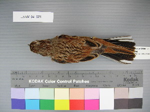  (Emberiza cioides - USNM 641881)  @15 [ ] Unspecified (default): All Rights Reserved  Unspecified Unspecified