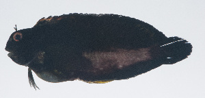  (Atrosalarias hosokawai - PIL-232)  @11 [ ] CreativeCommons  Attribution Non-Commercial (by-nc) (2014) Unspecified Smithsonian Institution National Museum of Natural History
