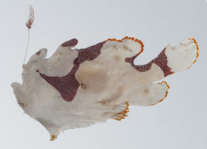  (Antennarius maculatus - PIL-290)  @11 [ ] CreativeCommons  Attribution Non-Commercial (by-nc) (2014) Unspecified Smithsonian Institution National Museum of Natural History