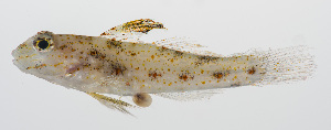  (Fusigobius melacron - PHISH-072)  @11 [ ] CreativeCommons  Attribution Non-Commercial (by-nc) (2016) Unspecified Smithsonian Institution National Museum of Natural History