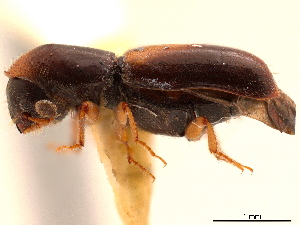  (Gnathotrichus omissus - CCDB-30438-B10)  @11 [ ] CreativeCommons - Attribution (2018) Smithsonian Institution Smithsonian Institution