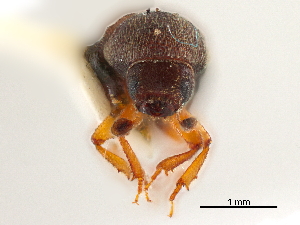  ( - CCDB-30438-C07)  @11 [ ] CreativeCommons - Attribution (2018) Smithsonian Institution Smithsonian Institution