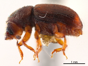  ( - CCDB-30438-C07)  @11 [ ] CreativeCommons - Attribution (2018) Smithsonian Institution Smithsonian Institution