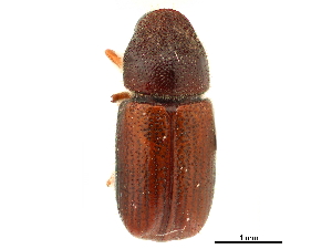  ( - CCDB-30438-C08)  @11 [ ] CreativeCommons - Attribution (2018) Smithsonian Institution Smithsonian Institution