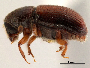  ( - CCDB-30438-C08)  @11 [ ] CreativeCommons - Attribution (2018) Smithsonian Institution Smithsonian Institution