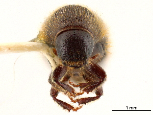  (Conophthorus conicolens - CCDB-30438-C09)  @11 [ ] CreativeCommons - Attribution (2018) Smithsonian Institution Smithsonian Institution