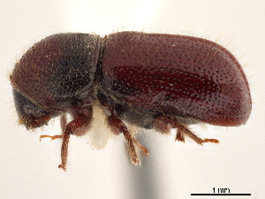  (Conophthorus apachecae - CCDB-30438-C10)  @11 [ ] CreativeCommons - Attribution (2018) Smithsonian Institution Smithsonian Institution
