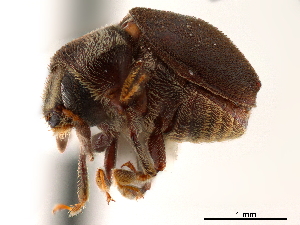  (Acacicis granulicollis - CCDB-30438-D12)  @11 [ ] CreativeCommons - Attribution (2018) Smithsonian Institution Smithsonian Institution