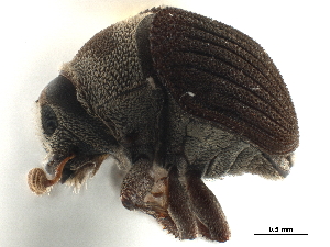  (Sphaerotrypes coimbatorensis - CCDB-30438-E04)  @11 [ ] CreativeCommons - Attribution (2018) Smithsonian Institution Smithsonian Institution