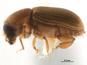  (Scolytodes canaliculus - CCDB-30438-F04)  @11 [ ] CreativeCommons - Attribution (2018) Smithsonian Institution Smithsonian Institution
