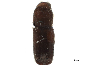  ( - CCDB-30438-G10)  @11 [ ] CreativeCommons - Attribution (2018) Smithsonian Institution Smithsonian Institution