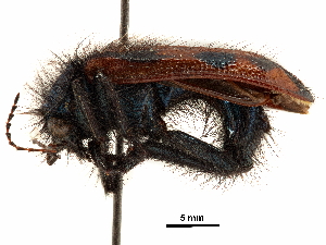  (Astylus trifasciatus - CCDB-30439-E07)  @11 [ ] CreativeCommons - Attribution (2018) Smithsonian Institution Smithsonian Institution