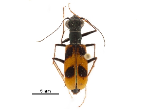  (Peridexia - CCDB-30439-G11)  @11 [ ] CreativeCommons - Attribution (2018) Smithsonian Institution Smithsonian Institution