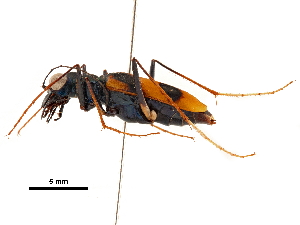  ( - CCDB-30439-G12)  @11 [ ] CreativeCommons - Attribution (2018) Smithsonian Institution Smithsonian Institution