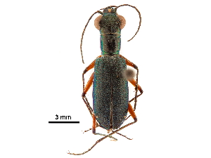 (Prothyma - CCDB-30439-H02)  @11 [ ] CreativeCommons - Attribution (2018) Smithsonian Institution Smithsonian Institution