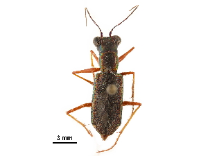  (Odontocheila luridipes - CCDB-30439-H06)  @11 [ ] CreativeCommons - Attribution (2018) Smithsonian Institution Smithsonian Institution