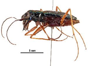  (Odontocheila luridipes - CCDB-30439-H06)  @11 [ ] CreativeCommons - Attribution (2018) Smithsonian Institution Smithsonian Institution