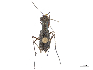  (Pentacomia lacordairei - CCDB-30439-H07)  @11 [ ] CreativeCommons - Attribution (2018) Smithsonian Institution Smithsonian Institution