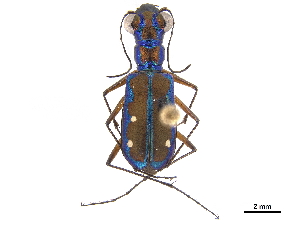  (Jansenia azureocincta - CCDB-30439-H10)  @11 [ ] CreativeCommons - Attribution (2018) Smithsonian Institution Smithsonian Institution
