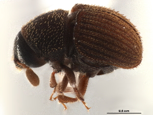  (Chramesus acacicolens - CCDB-30440-A02)  @11 [ ] CreativeCommons - Attribution (2018) Smithsonian Institution Smithsonian Institution