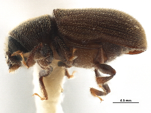  (Chramesus gracilis - CCDB-30440-A03)  @11 [ ] CreativeCommons - Attribution (2018) Smithsonian Institution Smithsonian Institution