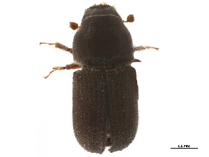  (Polygraphus difficilis - CCDB-30440-B09)  @11 [ ] CreativeCommons - Attribution (2018) Smithsonian Institution Smithsonian Institution