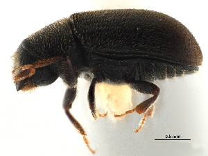  (Polygraphus horyurensis - CCDB-30440-B10)  @11 [ ] CreativeCommons - Attribution (2018) Smithsonian Institution Smithsonian Institution