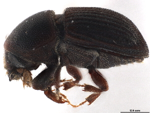 (Loganius flavicornis - CCDB-30440-C09)  @11 [ ] CreativeCommons - Attribution (2018) Smithsonian Institution Smithsonian Institution
