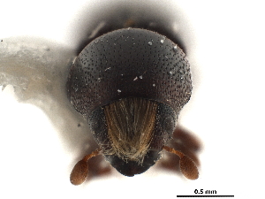 (Scolytopsis puncticollis - CCDB-30440-C12)  @11 [ ] CreativeCommons - Attribution (2018) Smithsonian Institution Smithsonian Institution