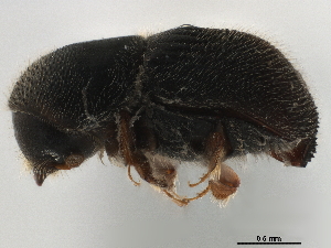  (Arixyleborus puberulus - CCDB-30440-D09)  @11 [ ] CreativeCommons - Attribution (2018) Smithsonian Institution Smithsonian Institution