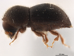  (Dryocoetoides monachus - CCDB-30440-E12)  @11 [ ] CreativeCommons - Attribution (2018) Smithsonian Institution Smithsonian Institution