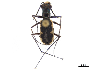  (Cicindela ioscelis - CCDB-30441-A02)  @11 [ ] CreativeCommons - Attribution (2018) Smithsonian Institution Smithsonian Institution