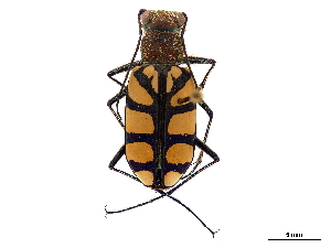  (Chaetodera - CCDB-30441-A06)  @11 [ ] CreativeCommons - Attribution (2018) Smithsonian Institution Smithsonian Institution