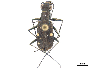  (Cylindera disjuncta - CCDB-30441-A12)  @11 [ ] CreativeCommons - Attribution (2018) Smithsonian Institution Smithsonian Institution