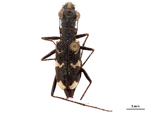  (Distipsidera undulata - CCDB-30441-B01)  @11 [ ] CreativeCommons - Attribution (2018) Smithsonian Institution Smithsonian Institution