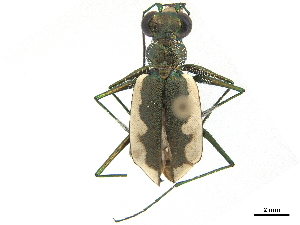  (Habroscelimorpha auraria - CCDB-30441-B07)  @11 [ ] CreativeCommons - Attribution (2018) Smithsonian Institution Smithsonian Institution