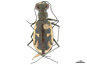  (Habroscelimorpha boops - CCDB-30441-B08)  @11 [ ] CreativeCommons - Attribution (2018) Smithsonian Institution Smithsonian Institution