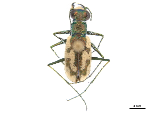  (Cicindela pseudorafflesia - CCDB-30441-B12)  @11 [ ] CreativeCommons - Attribution (2018) Smithsonian Institution Smithsonian Institution