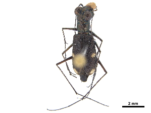  (Micromentignatha - CCDB-30441-C08)  @11 [ ] CreativeCommons - Attribution (2018) Smithsonian Institution Smithsonian Institution