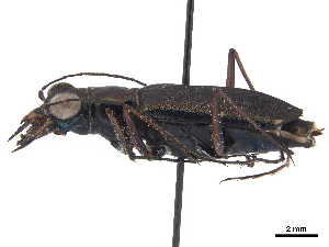  (Odontocheila annulicornis - CCDB-30441-D03)  @11 [ ] CreativeCommons - Attribution (2018) Smithsonian Institution Smithsonian Institution