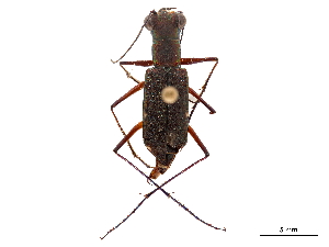  (Odontocheila confusa - CCDB-30441-D04)  @11 [ ] CreativeCommons - Attribution (2018) Smithsonian Institution Smithsonian Institution