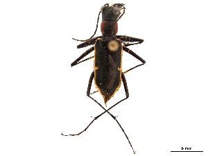  (Oxygonia oberthueri - CCDB-30441-D09)  @11 [ ] CreativeCommons - Attribution (2018) Smithsonian Institution Smithsonian Institution