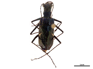  (Oxygonia - CCDB-30441-D10)  @11 [ ] CreativeCommons - Attribution (2018) Smithsonian Institution Smithsonian Institution