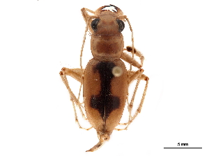 (Phaeoxantha cruciata - CCDB-30441-E01)  @11 [ ] CreativeCommons - Attribution (2018) Smithsonian Institution Smithsonian Institution