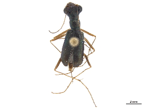  (Physodeutera - CCDB-30441-E03)  @11 [ ] CreativeCommons - Attribution (2018) Smithsonian Institution Smithsonian Institution