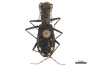  (Prothymidia - CCDB-30441-E06)  @11 [ ] CreativeCommons - Attribution (2018) Smithsonian Institution Smithsonian Institution