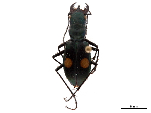  (Pseudoxycheila chaudoiri - CCDB-30441-E08)  @11 [ ] CreativeCommons - Attribution (2018) Smithsonian Institution Smithsonian Institution