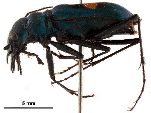 (Pseudoxycheila nitidicollis - CCDB-30441-E09)  @11 [ ] CreativeCommons - Attribution (2018) Smithsonian Institution Smithsonian Institution