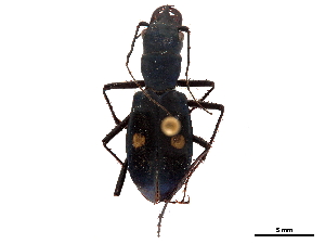  (Pseudoxycheila tarsalis - CCDB-30441-E11)  @11 [ ] CreativeCommons - Attribution (2018) Smithsonian Institution Smithsonian Institution