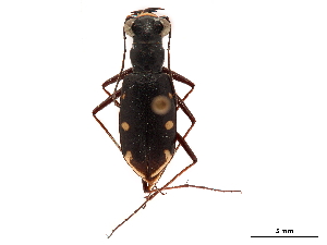  (Habroscelimorpha severa - CCDB-30441-F08)  @11 [ ] CreativeCommons - Attribution (2018) Smithsonian Institution Smithsonian Institution